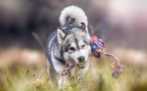 Dog Autumn Forest Walk Alaskan Malamute — Stock Photo, Image