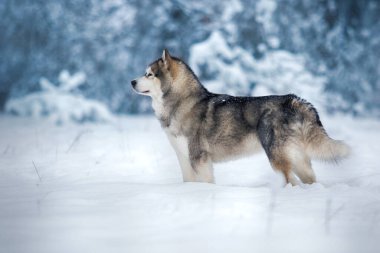 Köpek Alaska kışın karda malamute