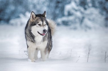 Köpek Alaska kışın karda malamute