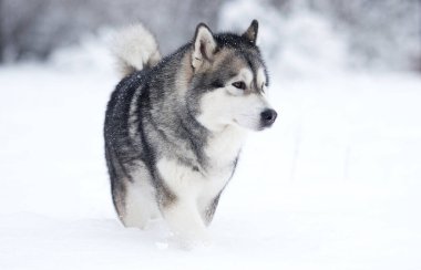 Kış köpeği Alaska karda malamute.