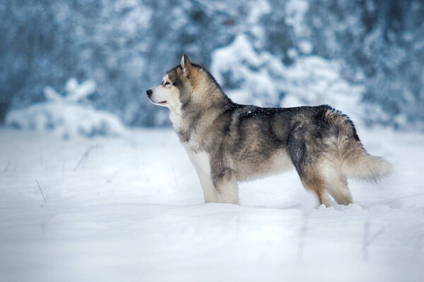 Dog alaskan malamute in the snow in winter