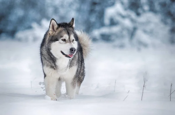 Cão Alaskan Malamute Neve Inverno — Fotografia de Stock