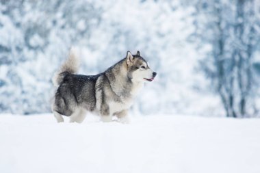 Kış köpeği Alaska karda malamute.