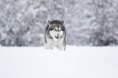 Kış köpeği Alaska karda malamute.