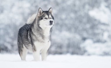 Kış köpeği Alaska karda malamute.