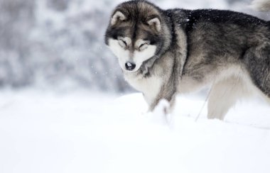 Kış köpeği Alaska karda malamute.