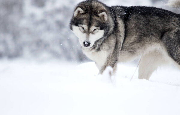 Winter dog alaskan malamute in the snow