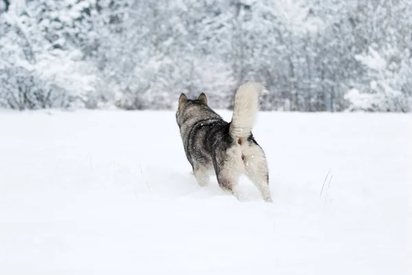 Vinter Hund Alaskan Malamute Snön — Stockfoto