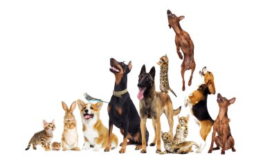 Yavru köpek ve kedi yavrusu ve papağan ve tavşan ve hamster beyaz arka planda