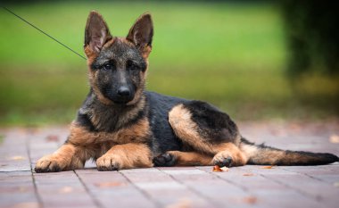 Alman çoban köpeği parkta yatıyor.