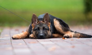 Alman çoban köpeği parkta yatıyor.