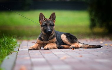 Alman çoban köpeği parkta yatıyor.