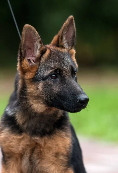 Faccia Cucciolo Pastore Tedesco Nel Parco — Foto Stock