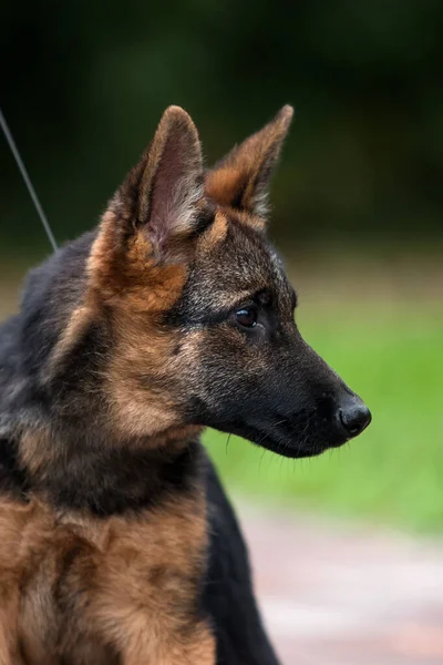 Visage Chiot Berger Allemand Dans Parc — Photo