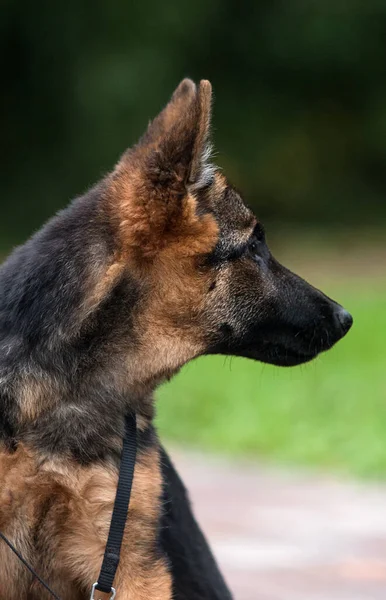 Maulkorb Deutscher Schäferhund Welpe Park — Stockfoto