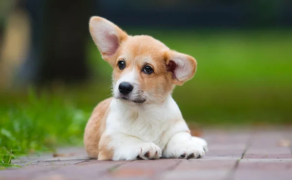 Little Welsh Corgi Puppy Lies Lawn Park — Stock Photo, Image