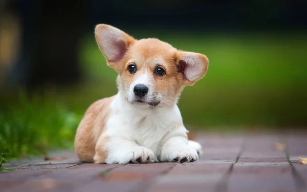 Kleine Welsh Corgi Puppy Voor Een Wandeling Het Park — Stockfoto