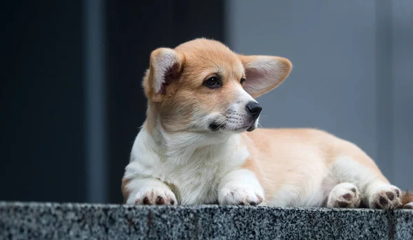 Mały Walijski Szczeniak Corgi Ganku Domu — Zdjęcie stockowe