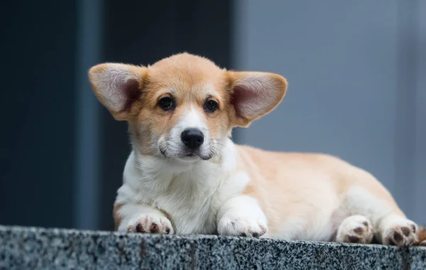 Kleine Welsh Corgi Puppy Veranda Van Het Huis — Stockfoto