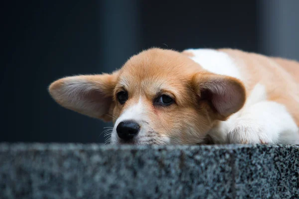 Szomorú Walesi Corgi Kiskutya Fekszik Tornácon Ház — Stock Fotó