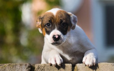 Melez köpek çitin dışına bakıyor.