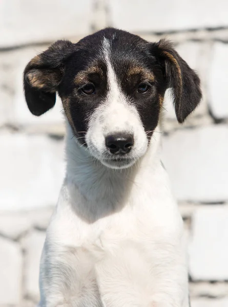 Mgrel Filhote Cachorro Fundo Parede Tijolo Branco — Fotografia de Stock