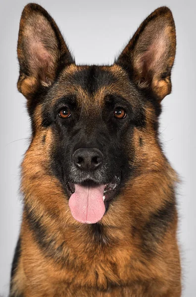 Portrait Adult Shepherd Dog Tongue — Stock Photo, Image