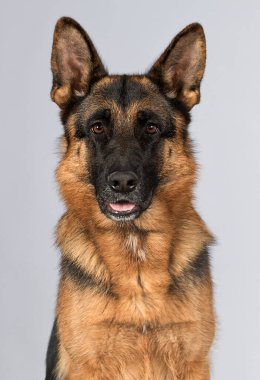 Gri arka planda yetişkin bir çoban köpeğinin ağızlık sesi.