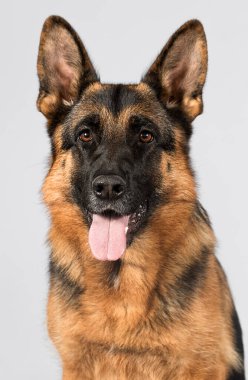 Gri arka planda yetişkin çoban köpeği