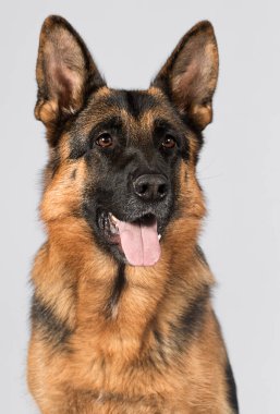 Yetişkin çoban köpeği gri arka plana bakar