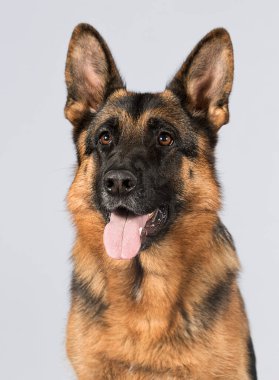 Büyük çoban köpeği gri arka plana bakar