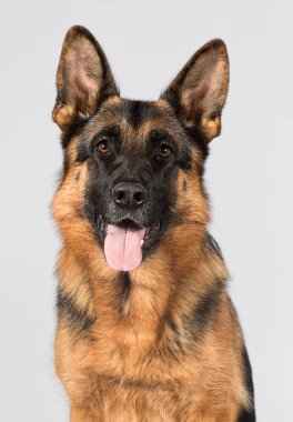 Büyük çoban köpeği gri arka plana bakar