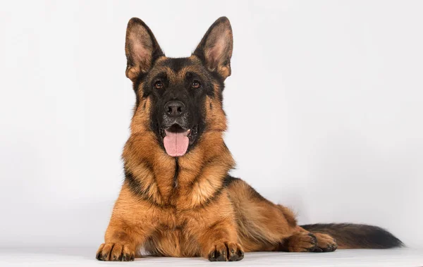 大牧羊犬躺在灰色的背景上 — 图库照片