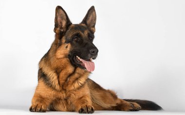 Stüdyoda yan bakan çoban köpeği