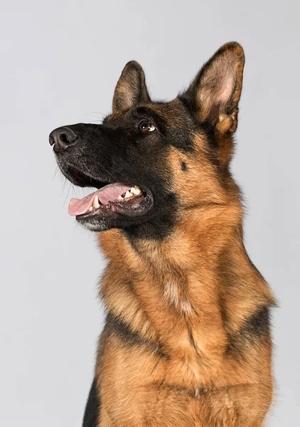 Pastor Cão Olhando Para Lados Estúdio — Fotografia de Stock