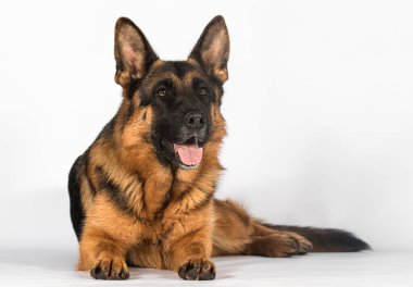 Yetişkin Alman çoban köpeği stüdyoda beyaz bir arka planda yatıyor.