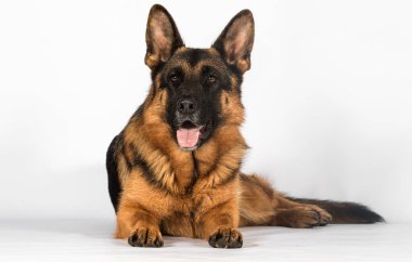 Yetişkin Alman çoban köpeği stüdyoda beyaz bir arka planda yatıyor.