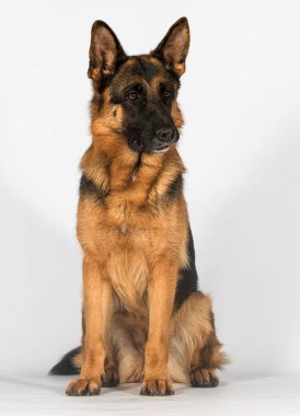 Yetişkin Alman çoban köpeği stüdyoda beyaz arka planda oturuyor.