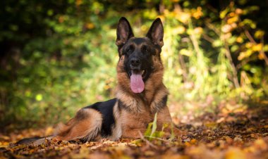 Yetişkin Alman çoban köpeği sonbahar parkında