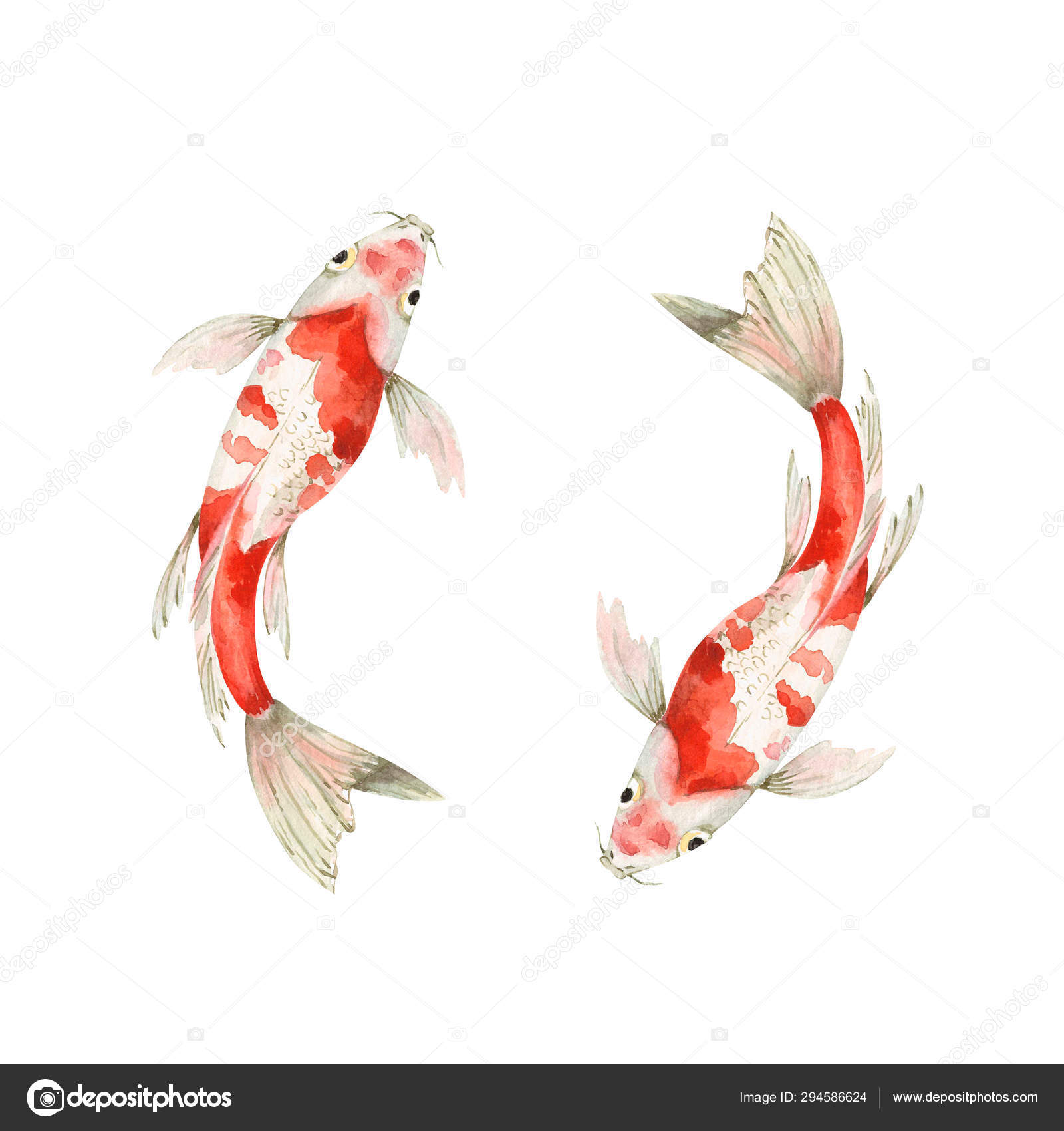 Set Watercolor Drawings Carp Fish White Background Spotted Golden