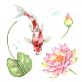 meg a akvarell rajzok ponty hal egy fehér háttér és a tavirózsa virág a bimbó. foltos aranyhal a vízben