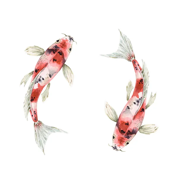 ดภาพวาดส าของปลาคาร พบนพ นหล ขาว ปลาทองในน — ภาพถ่ายสต็อก