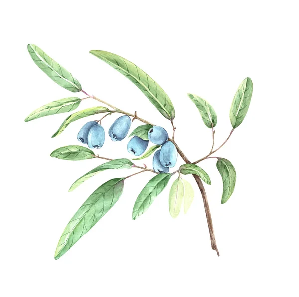 花蜜枝与蓝色浆果 水彩画 — 图库照片