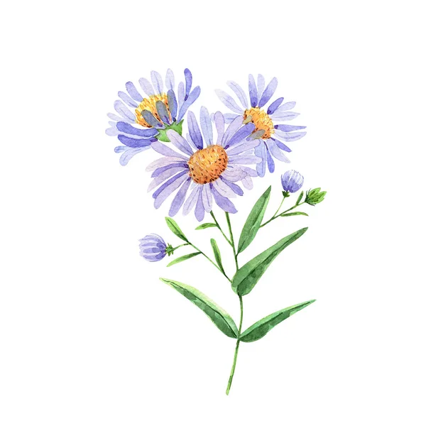 Buquê Flores Silvestres Margaridas Azuis Fundo Branco — Fotografia de Stock