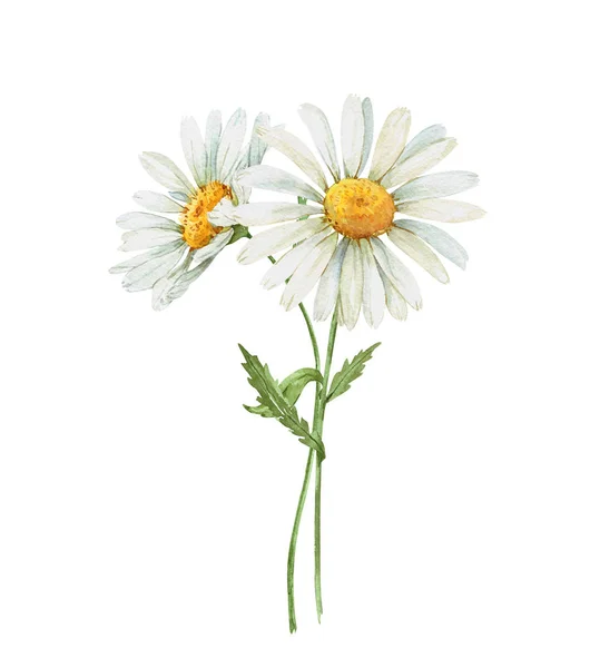 Полевые Цветы Маргаритки Белом Фоне Рисование Акварелью — стоковое фото