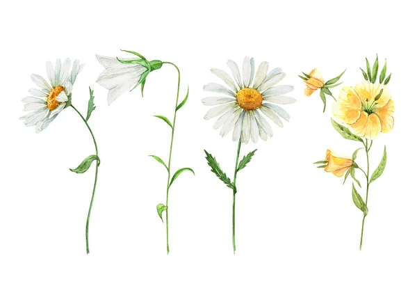 Blommor Uppsättning Akvarell Ritning — Stockfoto