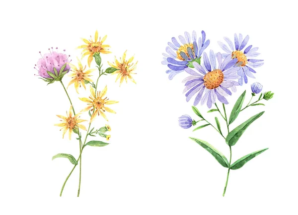 Reihe Von Wildblumen Auf Weißem Hintergrund Aquarellzeichnung — Stockfoto