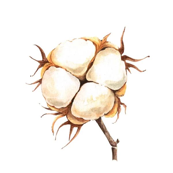 Изолированный Белый Цветок Хлопка Акварель — стоковое фото