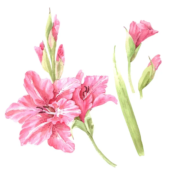 set of pink gladiolus flowers, watercolor drawing on white background