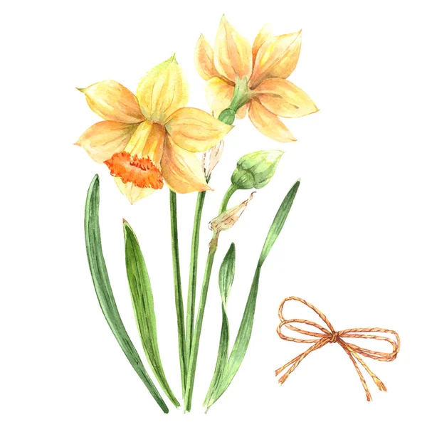 Kytice Žlutých Květů Daffodů Bílém Podkladu Akvarel — Stock fotografie